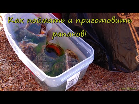 Видео: Как поймать и приготовить рапанов!