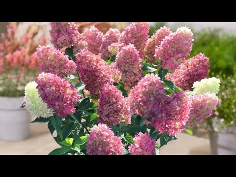 Видео: Начало цветение гортензий
