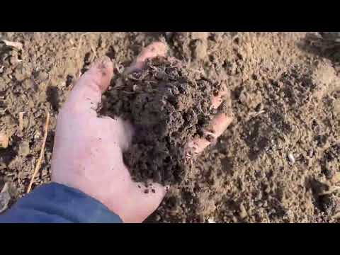 Видео: РАЗМЕРЫ ПОСАДКИ МАЛИНЫ БЕЗ ШПАЛЕРЫ В РЯДАХ | посадка малины расстояние #малина #выращивание #посадка