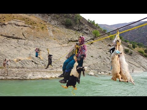 Видео: Кочевая жизнь: смелые девушки-кочевницы пересекают реку | Мечты девушек-кочевниц о выживании🏔️🐐