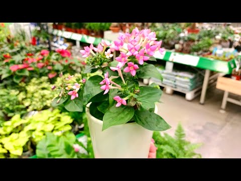 Видео: 🌿Бауцентр🍃Море Цветов🌿