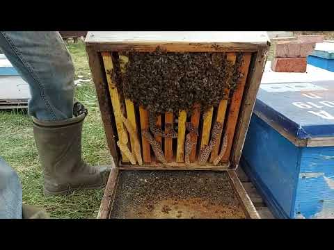 Видео: Таких слабышей стыдно показывать итоги по карнике 2025