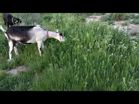 Видео: Альпийские козый