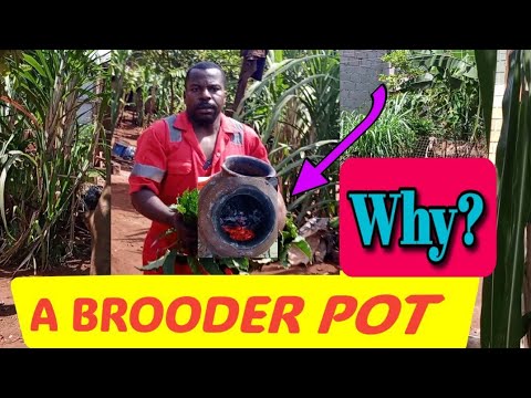 Видео: Никакой смерти!!🤒 Выращивание цыплят с помощью горшка с древесным углем в Уганде.