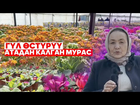 Видео: ГҮЛ ӨСТҮРҮҮ КӨРКӨМ СЕЗИМ ТАЛАП КЫЛГАН ӨНӨР