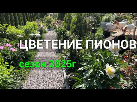 Видео: Цветение ПИОНОВ под КИЕВОМ сезон 2025г. | Сезон цветения пионов 2025г |  Сорта пионов