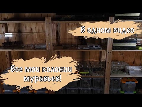 Видео: ВСЕ МОИ КОЛОНИИ МУРАВЬЕВ В ОДНОМ ВИДЕО...