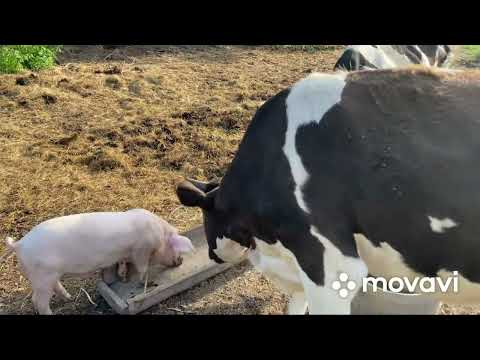 Видео: Пустые сараи! Из все меньше и меньше! Где коровы?