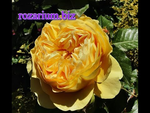 Видео: Подготовка почвы под розарий, часть1 пескование-глинование.Питомник Роз Полины Козловой rozarium biz