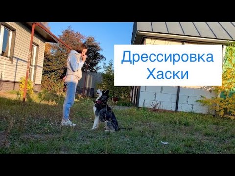 Видео: Сложный характер Сибирский Хаски Дрессировка взрослой собаки
