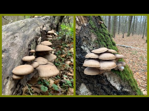 Видео: Очень много вешенки и другие грибы