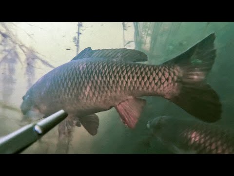 Видео: Радость и печаль