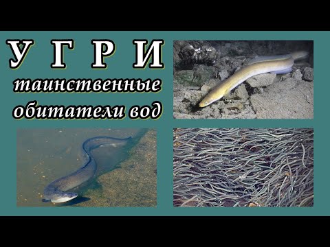 Видео: УГРИ - Таинственные обитатели вод