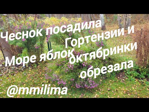 Видео: Посадила чеснок .Обрезала гортензии и октябринки.#дача #чеснок #гортензии #яблоки #литва #висагинас 