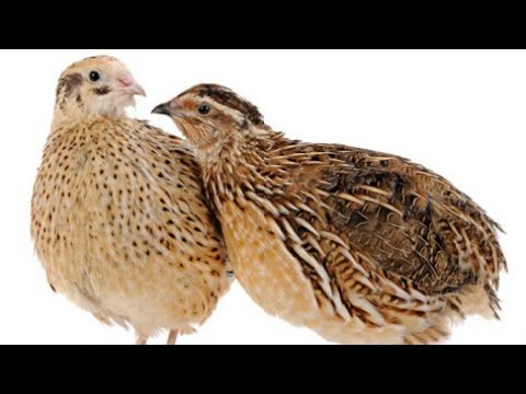 Видео: ОХОТА НА ПЕРЕПЕЛА В АРМЕНИИ 2 , ԼՈՐԻ ՈՐՍ ՀԱՅԱՍՏԱՆՈՒՄ 2