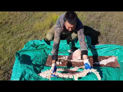 Видео: ЮКОЛА из щуки (повтор сюжета для тех кто еще не видел)