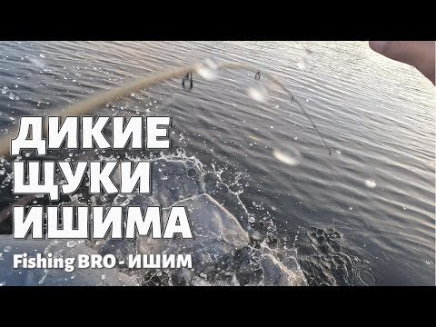 Видео: ДИКИЕ ЩУКИ ИШИМА - Рыбалка на Спиннинг - Поклёвки Щуки