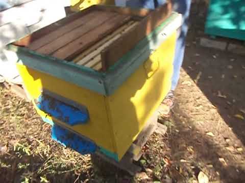 Видео: Сколько действуют полоски .