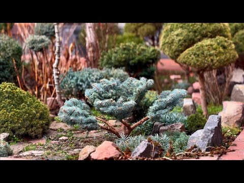 Видео: ЭКСПРЕСС-СТРИЖКА ЕЛИ “GLAUCA GLOBOSA”! 40 МИНУТ И ГОТОВО! СНЕГ! ❄️❄️❄️