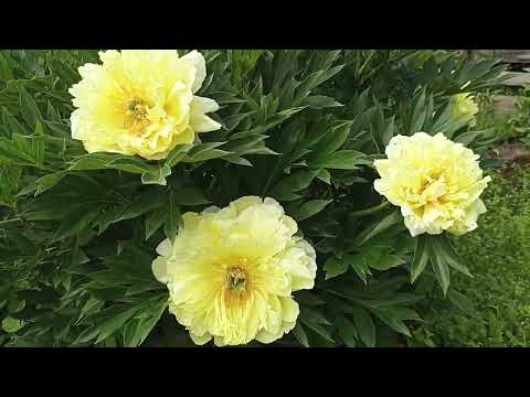 Видео: Пион Бартзелла ( Bartzella) .