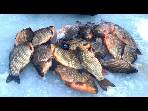 Видео: Карась по ПОЛ КИЛО со льда на мормышку! Ловля карася зимой! Зимняя рыбалка - лёд 2020!