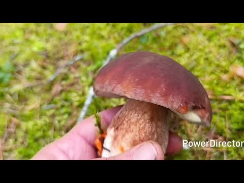 Видео: 30 августа 2025 г. Не зря сходили 👍