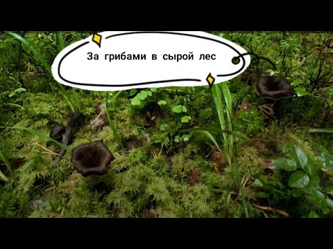 Видео: За грибами в мокрый лес, Приозерский район, 30.08.2025
