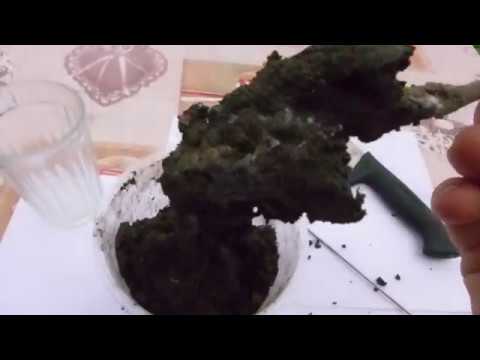 Видео: Саженец с трюфелем на борту )