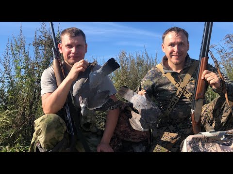 Видео: Охота на вяхиря! Осень 2025