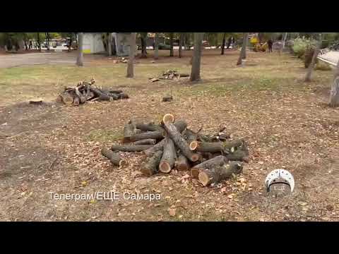 Видео: В Самаре в парке «Дружбы» проходит масштабная опиловка  деревьев.