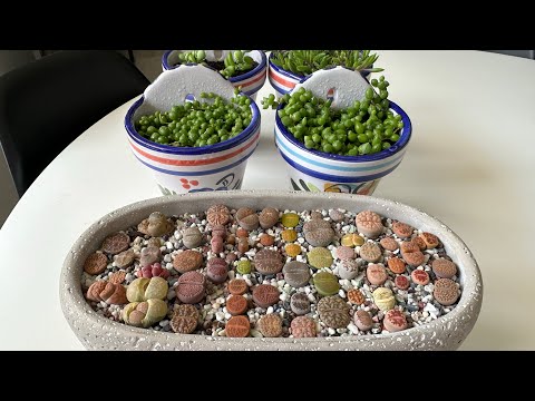 Видео: Литопсы/ Lithops. Морщины у литопсов. Мой: Крестовник, Оттона и Котиледон. 24.05.2023.