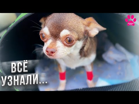 Видео: Что с собакой после всего случившегося? Теперь мы знаем!