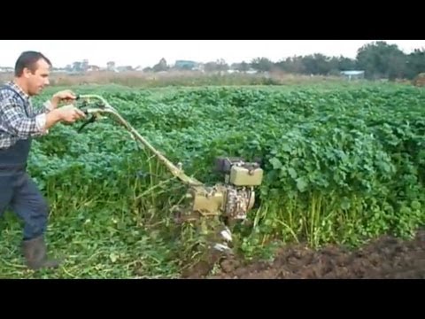 Видео: Валим горчицу мотоблоком. Сидераты