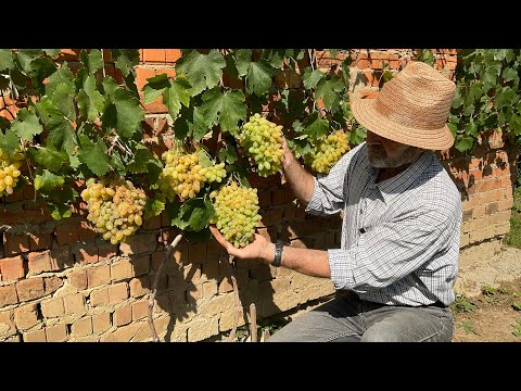 Видео: «Геліодор», «Талісман», «Юпітер». Beekeeping (05.09.2025р.)