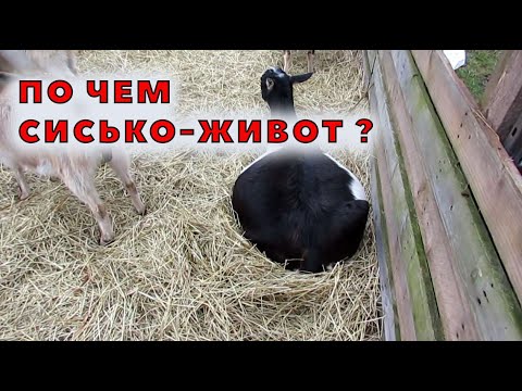 Видео: Сколько должна стоить коза?
