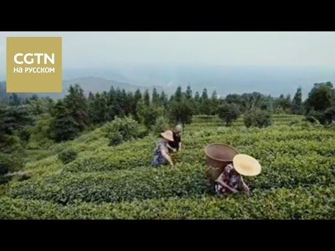 Видео: Чай - история одного листа Серия 1 Тепло земли и ладоней Часть 2