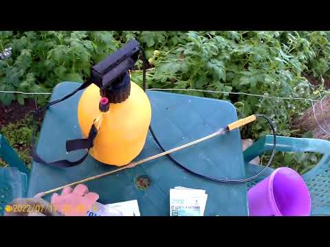 Видео: Картофель и Фитофтора..