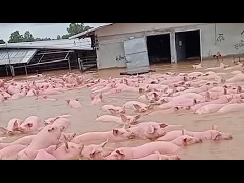 Видео: Вы Должны Это Увидеть! Эти Случаи С Животными Удалось Снять На Камеру