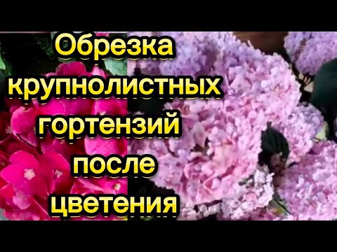 Видео: Обрезала крупнолистные гортензии🌺Черенкование.