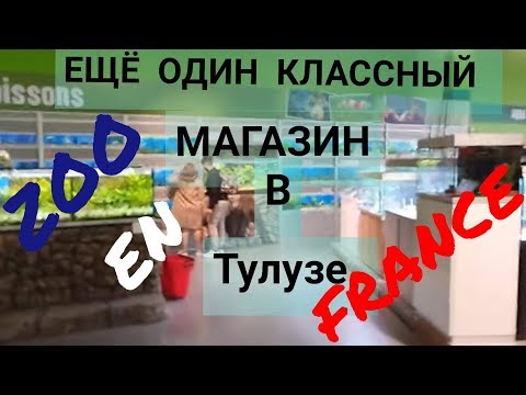 Видео: Зоомагазины во Франции. Ещё один очень классный магазин в Тулузе.