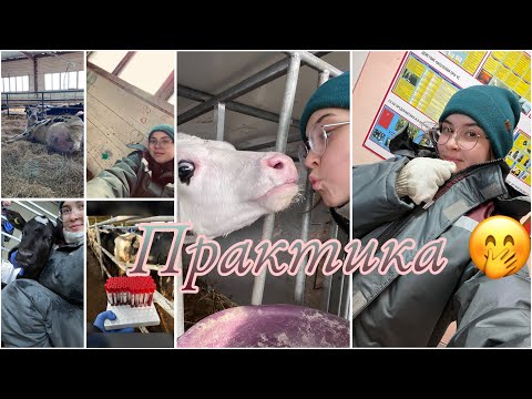 Видео: Практика в хозяйстве 🤝🐮НА ФЕРМЕ МЕСЯЦ ✌️