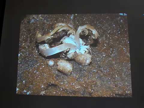 Видео: В приказния подземен свят на Колкина дупка  Цветан Остромски