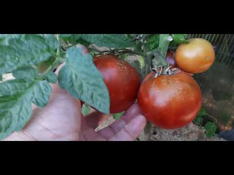 Видео: Обзор сортов низкорослых томатов из проекта гном томатный!