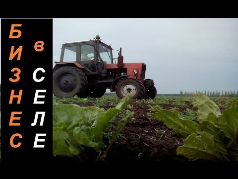 Видео: "Бизнес в селе" / с 1га - 3000 $ . Кормовой буряк(свекла)