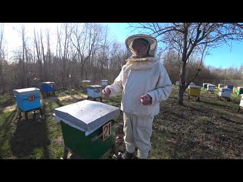 Видео: Пасека Лаврова. Мои методы ускоренного весеннего развития пчелосемей.