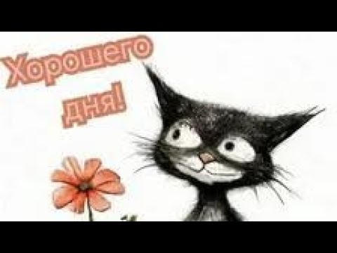 Видео: А у нас - Гости! 😱#приютсолнышко🌞🐈🐕🐶🐱🙏❤