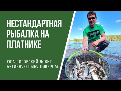 Видео: Ловля активной красноперки и плотвы фидером на платнике