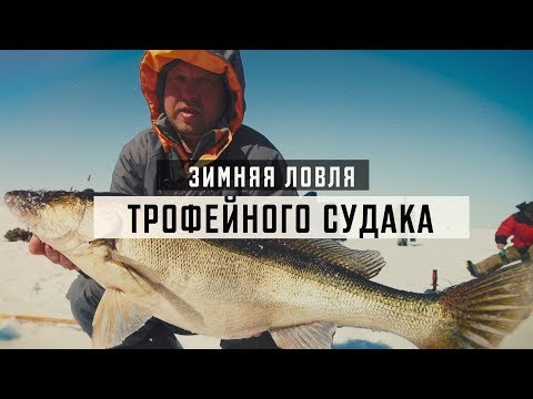 Видео: Зимняя ловля трофейного судака на вибы. В толпе! Зимняя подлёдная рыбалка. Рыбинское водохранилище