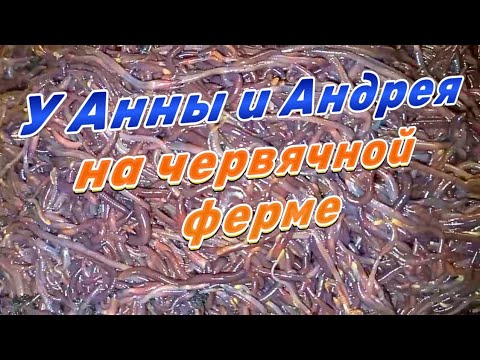 Видео: Ферма по выращиванию червей