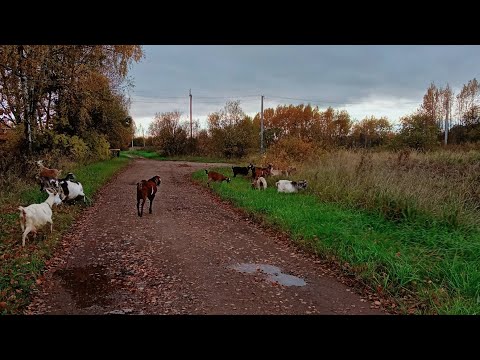 Видео: Стрижка копыт у коз. 11.10.2025.
